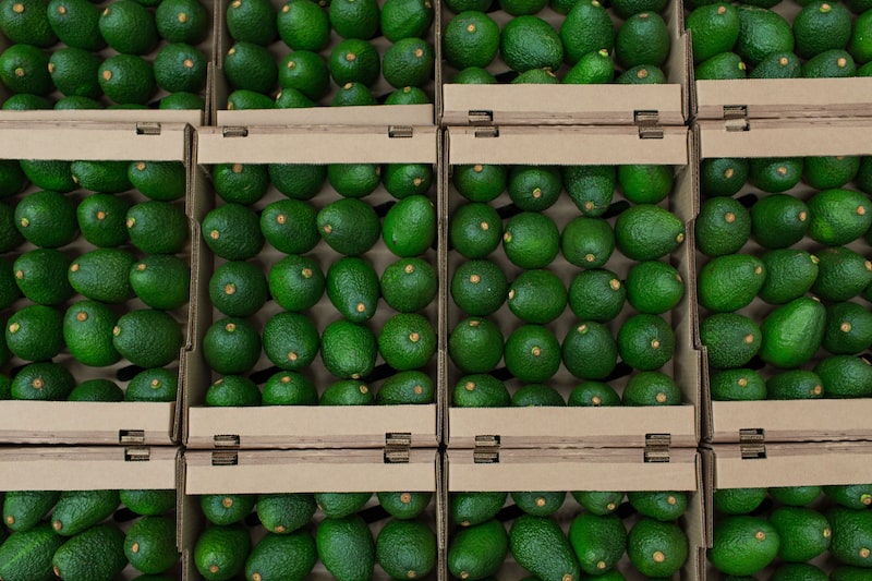 Así es como la agricultura colombiana se está tecnificando en cultivos de aguacate Hass. Así es como la agricultura colombiana se está tecnificando en cultivos de aguacate Hass.