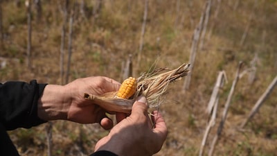 Fenómeno de El Niño: así golpea a los cultivos, los precios y la alimentación en LatAm Fenómeno de El Niño: así golpea a los cultivos, los precios y la alimentación en LatAm
