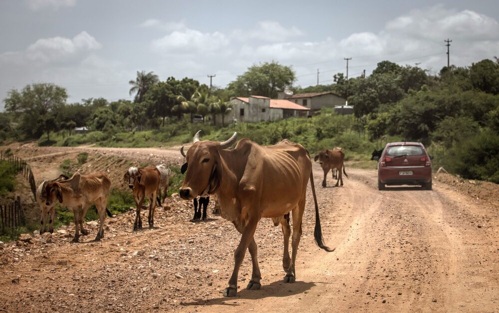 Livestock in Sao Jose de Piranhas, Paraiba. Photographer: Jonne Roriz/Bloomberg Livestock in Sao Jose de Piranhas, Paraiba. Photographer: Jonne Roriz/Bloomberg