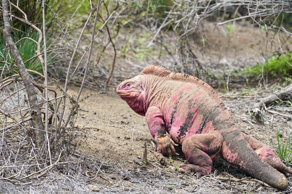 Iguana rosada de Galápagos. Foto: Cortesía Fundación Jocotoco Iguana rosada de Galápagos. Foto: Cortesía Fundación Jocotoco