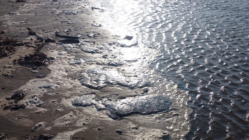 CEO de Pemex admite omisiones por derrame petrolero y despide directivos CEO de Pemex admite omisiones por derrame petrolero y despide directivos