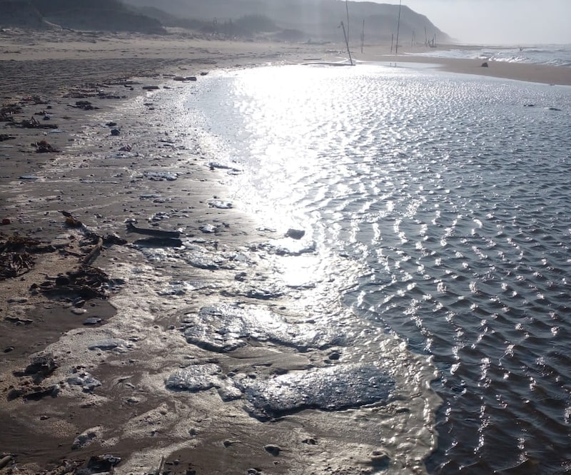 Cortesía: Red Corredor Arrecifal del Golfo de México 11 Cortesía: Red Corredor Arrecifal del Golfo de México 11