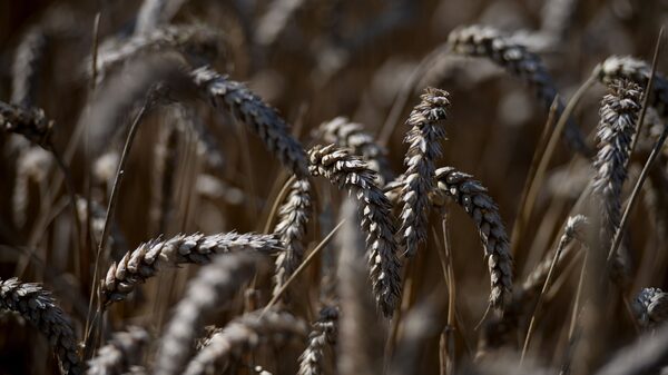 Del petróleo al níquel y el trigo, el caos de las materias primas en cinco gráficos Del petróleo al níquel y el trigo, el caos de las materias primas en cinco gráficos