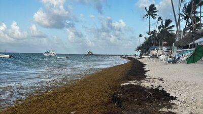 ¿Qué hacer con el sargazo? República Dominicana busca convertir la invasión de algas en oportunidad ¿Qué hacer con el sargazo? República Dominicana busca convertir la invasión de algas en oportunidad