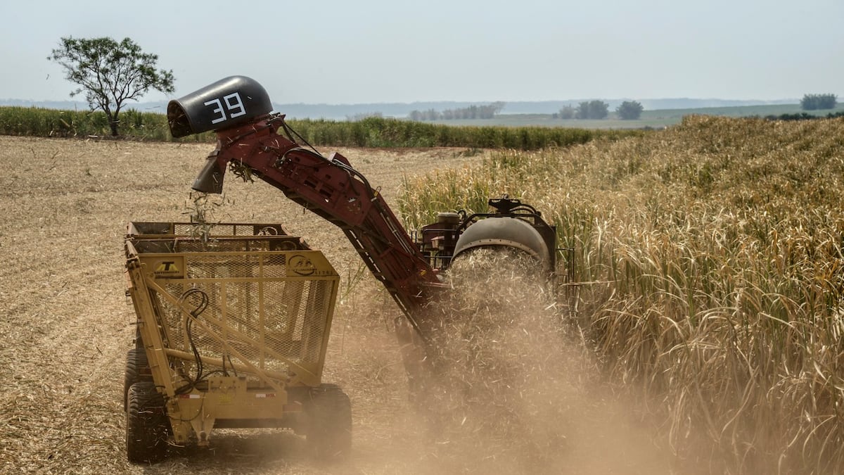 BrasilAgro sente efeito da cana, mas vê recuperação à frente com grãos e gado, diz CFO