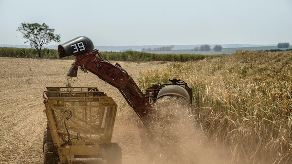BrasilAgro sente efeito da cana, mas vê recuperação à frente com grãos e gado, diz CFO BrasilAgro sente efeito da cana, mas vê recuperação à frente com grãos e gado, diz CFO