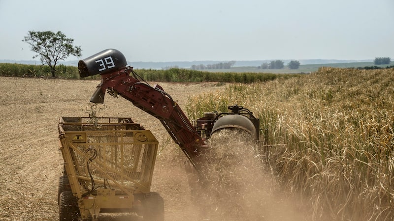BrasilAgro sente efeito da cana, mas vê recuperação com grãos e gado, diz CFO BrasilAgro sente efeito da cana, mas vê recuperação com grãos e gado, diz CFO