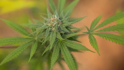 EE.UU. le da un golpe al cannabis y Latinoamérica teme efectos ante un mercado ya debilitado EE.UU. le da un golpe al cannabis y Latinoamérica teme efectos ante un mercado ya debilitado