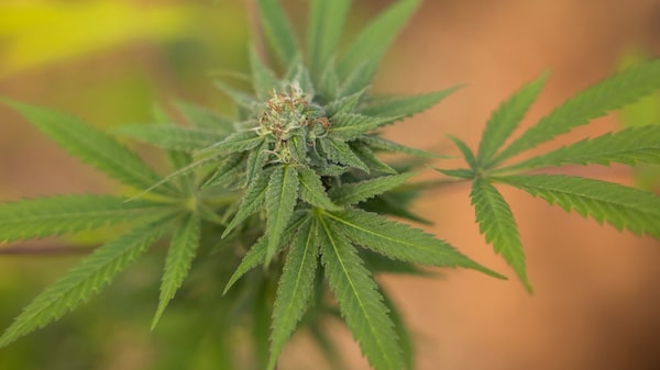 EE.UU. le da un golpe al cannabis y Latinoamérica teme efectos ante un mercado ya debilitado EE.UU. le da un golpe al cannabis y Latinoamérica teme efectos ante un mercado ya debilitado