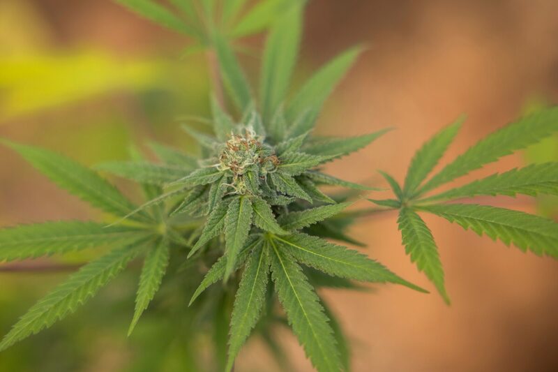 Una planta de cannabis en flor crece en el Club de Fitoterapia con Cannabis de Brasil, en Mariporã, en el estado de São Paulo, Brasil, el jueves 31 de agosto de 2023.