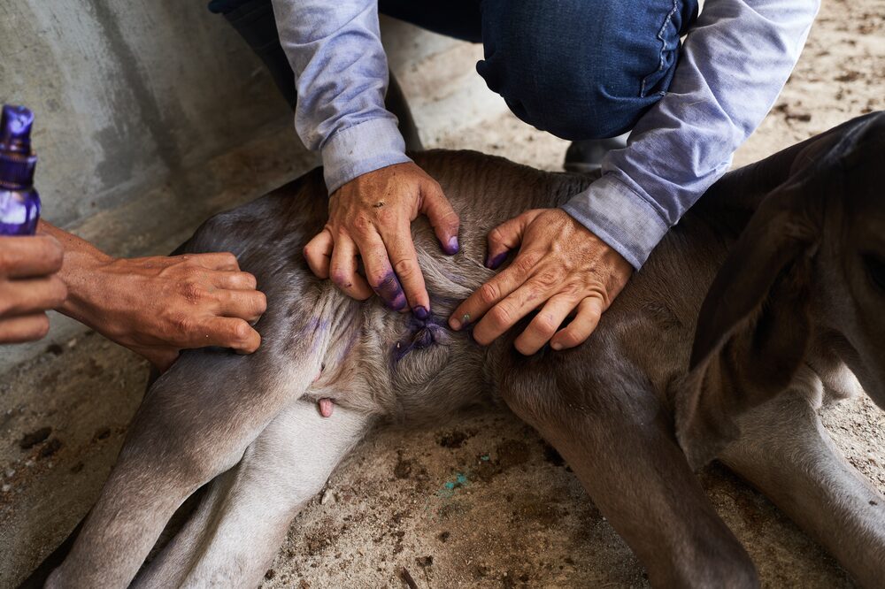 Gómez and a worker apply larvicide to a newborn calfs umbilical cord. Photographer: Mauricio Palos/Bloomberg Gómez and a worker apply larvicide to a newborn calfs umbilical cord. Photographer: Mauricio Palos/Bloomberg