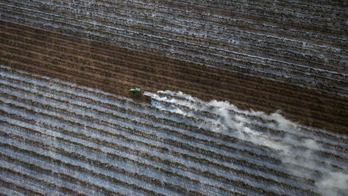 América Latina ante El Niño: Oxford Economics ve menor riesgo que en Asia y África