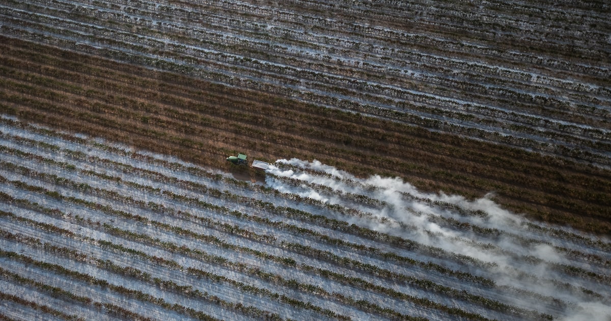 Inflación alimentaria y El Niño: riesgos en América Latina