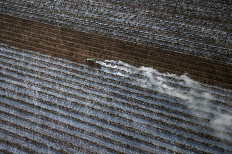 Coffee plants affected by drought in Pedregulho, Sao Paulo, Brazil, on Wednesday, Sept. 18, 2024. The worst drought in Brazils history is doing more than jeopardizing coffee, sugar and soybean crops; dead vegetation is giving way to fires, sending greenhouse gases into the atmosphere and disappearing more of the Amazon rainforest. Photographer: Tuane Fernandes/Bloomberg Coffee plants affected by drought in Pedregulho, Sao Paulo, Brazil, on Wednesday, Sept. 18, 2024. The worst drought in Brazils history is doing more than jeopardizing coffee, sugar and soybean crops; dead vegetation is giving way to fires, sending greenhouse gases into the atmosphere and disappearing more of the Amazon rainforest. Photographer: Tuane Fernandes/Bloomberg