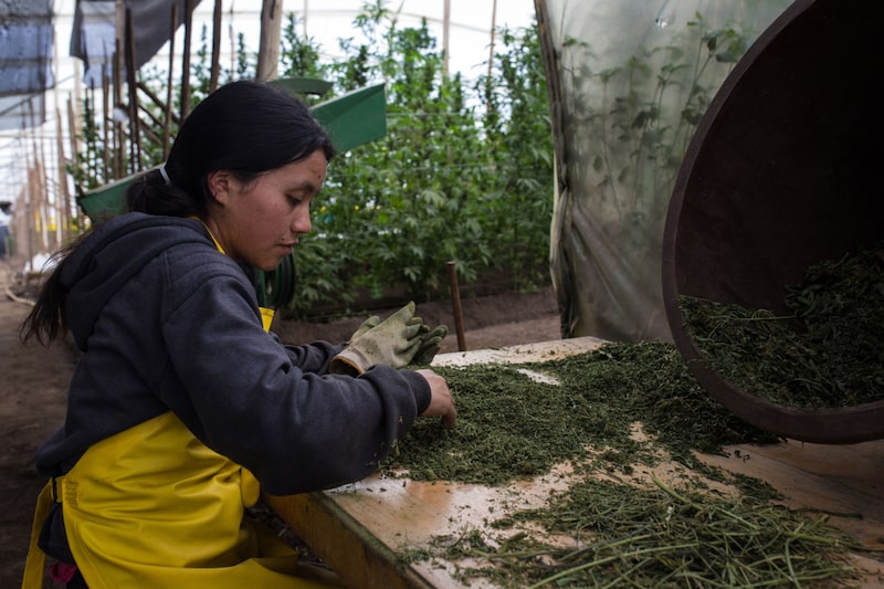 Elecciones de Colombia: 10 recomendaciones para una nueva política de drogas Elecciones de Colombia: 10 recomendaciones para una nueva política de drogas