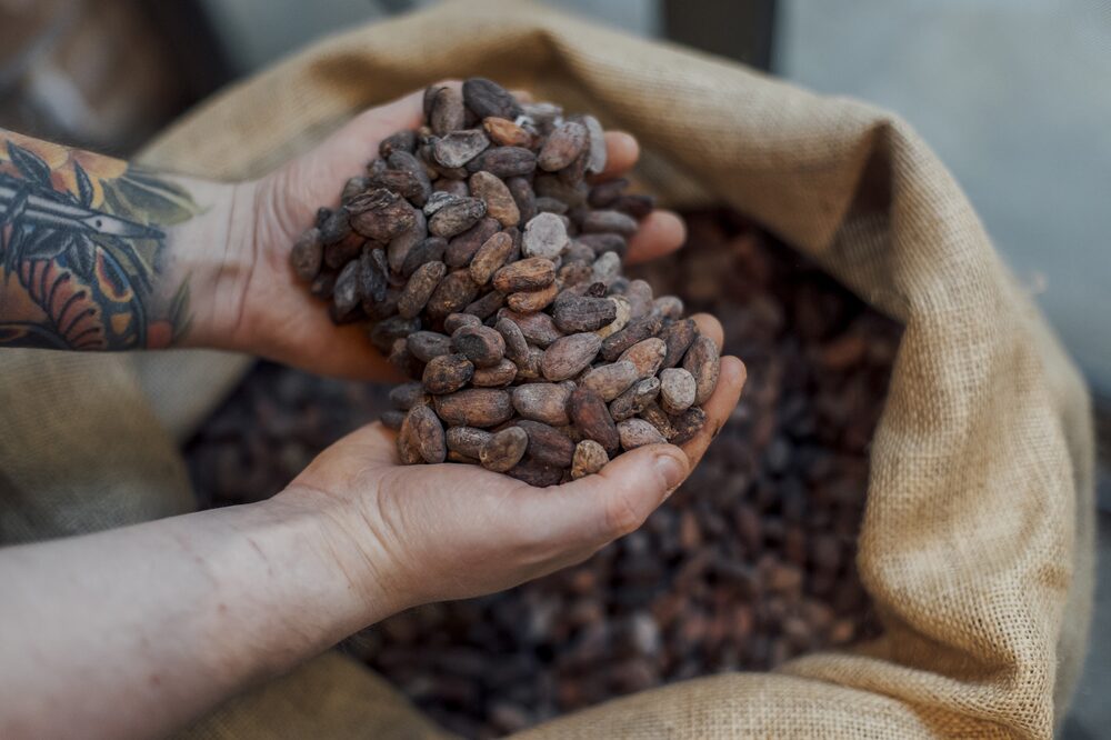 Cocoa beans for roasting Cocoa beans for roasting