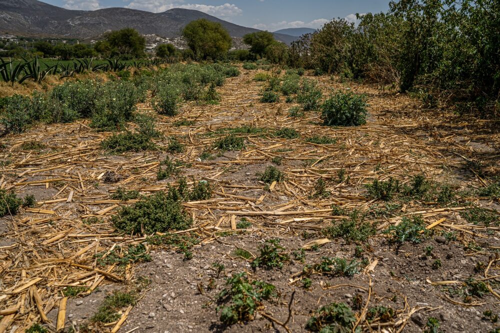 Un antiguo campo de maíz destruido por la falta de agua en Ixmiquilpan, Hidalgo, en México. Un antiguo campo de maíz destruido por la falta de agua en Ixmiquilpan, Hidalgo, en México.