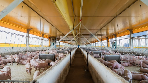 Frimesa aposta em escala e cooperativismo para dobrar receita a R$ 15 bi até 2032 Frimesa aposta em escala e cooperativismo para dobrar receita a R$ 15 bi até 2032