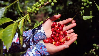 Lo que los avatares de Roblox le enseñaron a un cafetalero sobre cómo financiar el agro Lo que los avatares de Roblox le enseñaron a un cafetalero sobre cómo financiar el agro