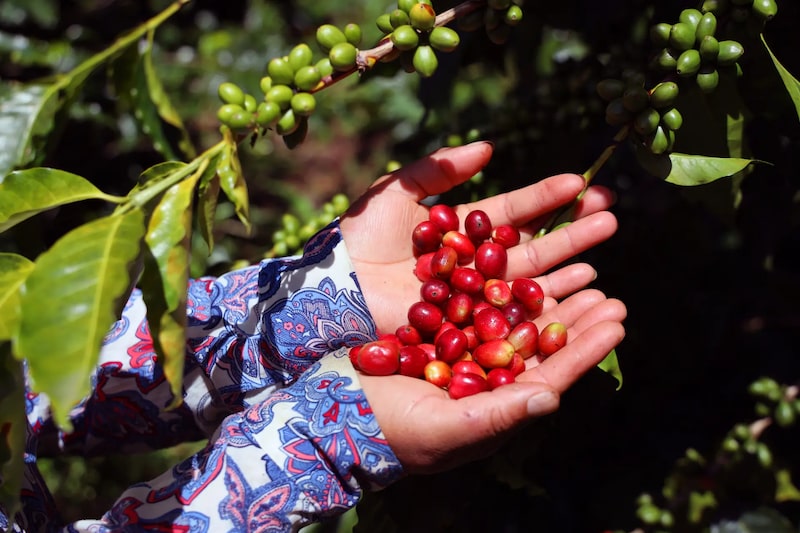 Cosecha de café. Cosecha de café.