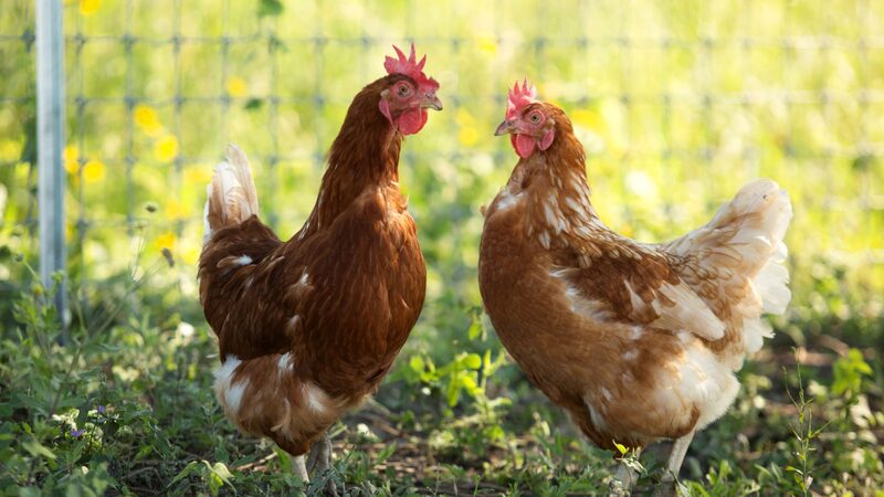 MSD Saúde Animal aposta em diversificação para acelerar crescimento no Brasil MSD Saúde Animal aposta em diversificação para acelerar crescimento no Brasil