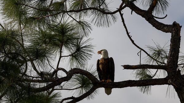 Salvar a los animales de la extinción también es una estrategia climática Salvar a los animales de la extinción también es una estrategia climática