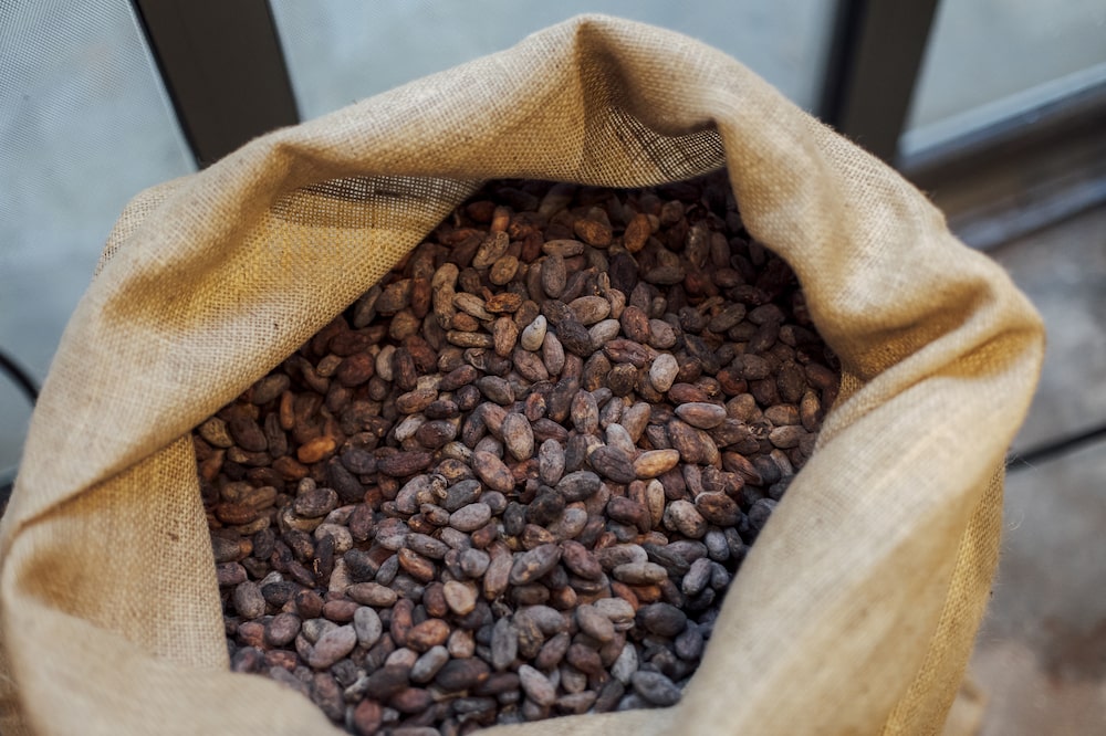 Raw cocoa beans ahead of roasting at a chocolate maker in Paris. Raw cocoa beans ahead of roasting at a chocolate maker in Paris.