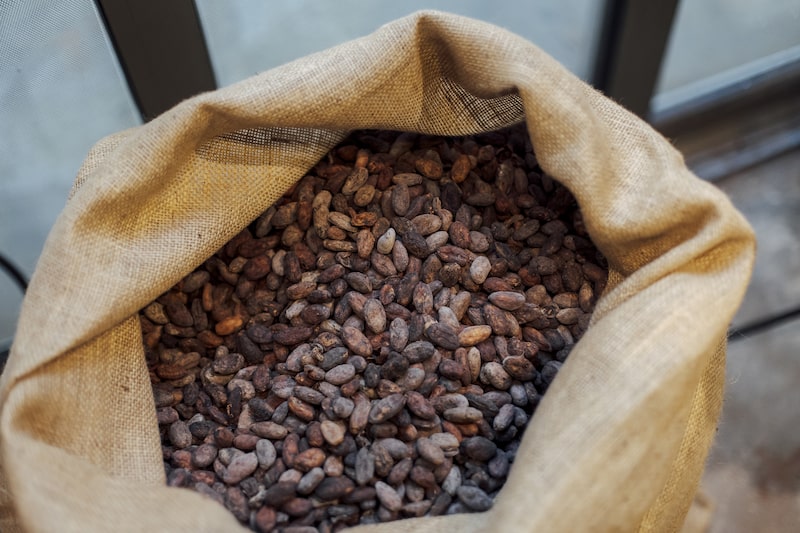 Raw cocoa beans ahead of roasting at a chocolate maker in Paris. Raw cocoa beans ahead of roasting at a chocolate maker in Paris.