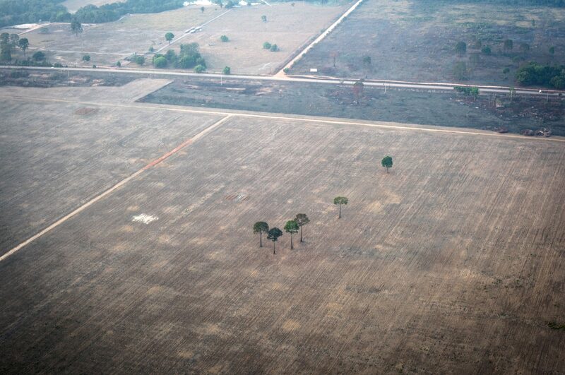 LDC assume compromisso para eliminar o desmatamento de sua cadeia de fornecedores até 2025 LDC assume compromisso para eliminar o desmatamento de sua cadeia de fornecedores até 2025