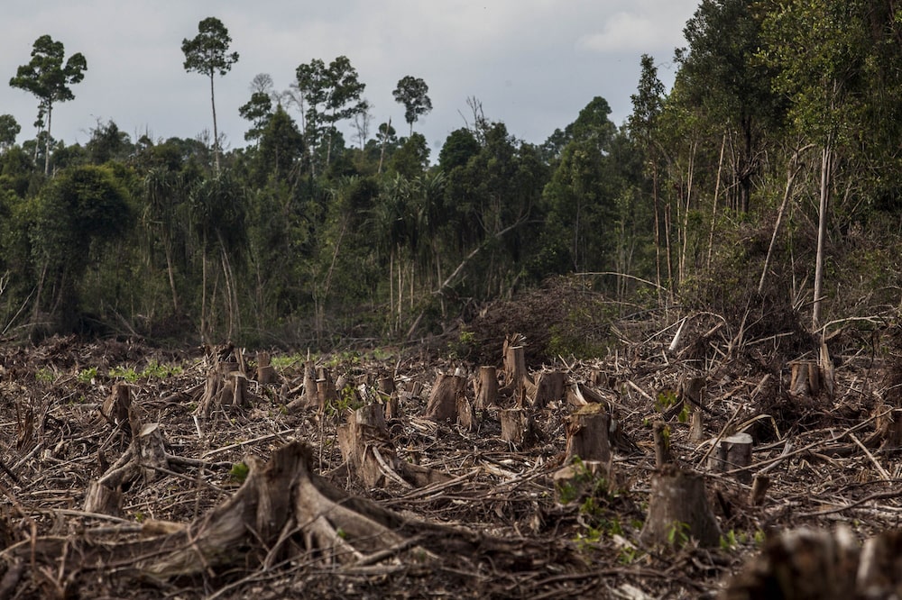 Deforestación Deforestación
