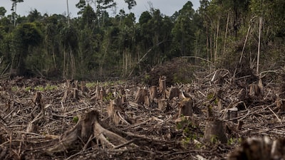 Estas son las zonas de Colombia en donde el Gobierno Petro redujo la deforestación en 36% Estas son las zonas de Colombia en donde el Gobierno Petro redujo la deforestación en 36%
