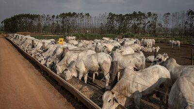 Exportadores de carne do Brasil podem perder US$ 1 bi com tarifas de Trump, diz Abiec Exportadores de carne do Brasil podem perder US$ 1 bi com tarifas de Trump, diz Abiec
