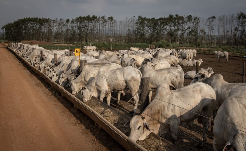 O Brasil exportou cerca de 180.000 toneladas métricas de carne bovina para os EUA no primeiro semestre de 2025, mais do que o dobro do mesmo período do ano passado (Foto: Jonne Roriz/Bloomberg) O Brasil exportou cerca de 180.000 toneladas métricas de carne bovina para os EUA no primeiro semestre de 2025, mais do que o dobro do mesmo período do ano passado (Foto: Jonne Roriz/Bloomberg)