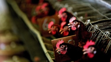 Brasil suspende exportações de aves à China após confirmação da doença de Newcastle Brasil suspende exportações de aves à China após confirmação da doença de Newcastle