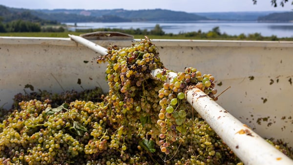 Clima, dívida e desinteresse de jovens acendem o alerta para vinho italiano Clima, dívida e desinteresse de jovens acendem o alerta para vinho italiano