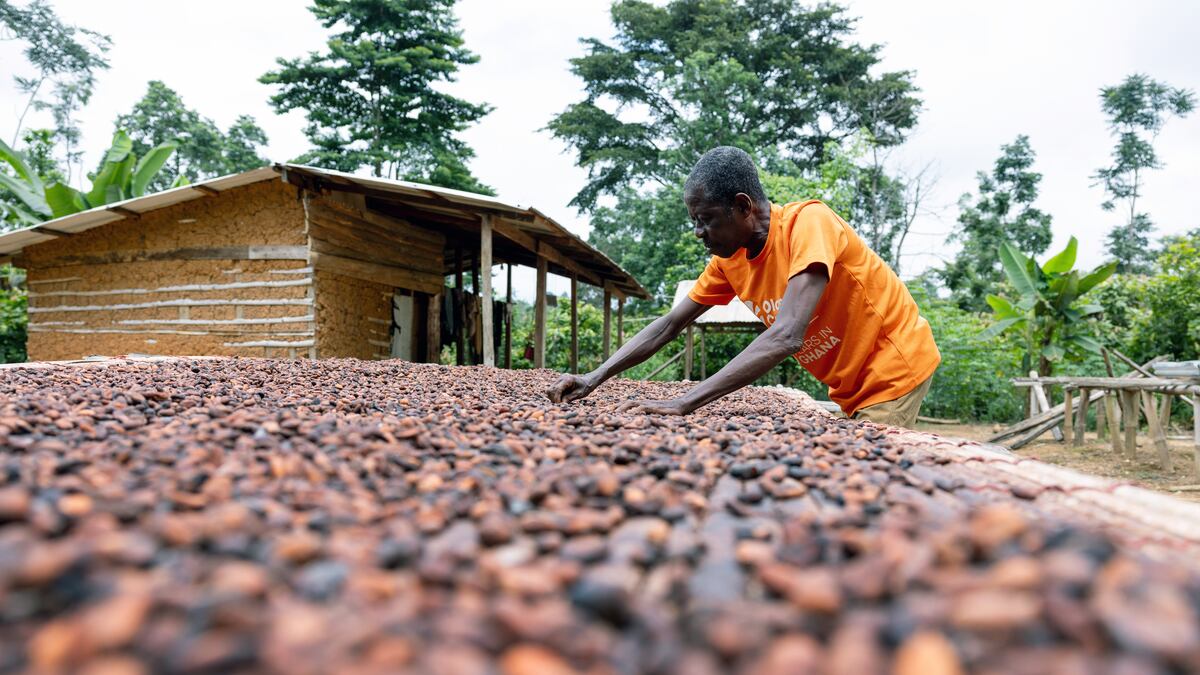 Agricultor em Gana cuida da secagem de cacau em julho de 2024: região é uma das principais produtoras de amêndoa do mundo (Foto: Bloomberg)