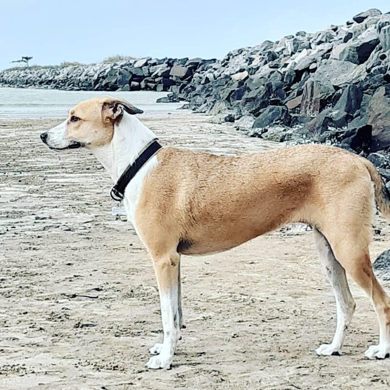 Cadela Pandora desapareceu durante transporte de responsabilidade da Gol no aeroporto de Guarulhos, levando o tutor a buscar pistas do paradeiro da mascote com a ajuda da companhia aérea, que contratou uma empresa para localizar o animal Cadela Pandora desapareceu durante transporte de responsabilidade da Gol no aeroporto de Guarulhos, levando o tutor a buscar pistas do paradeiro da mascote com a ajuda da companhia aérea, que contratou uma empresa para localizar o animal