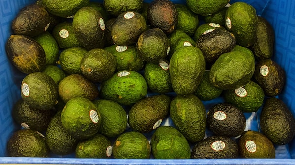 EE.UU. reanuda inspección de aguacate y programa de importación de México EE.UU. reanuda inspección de aguacate y programa de importación de México