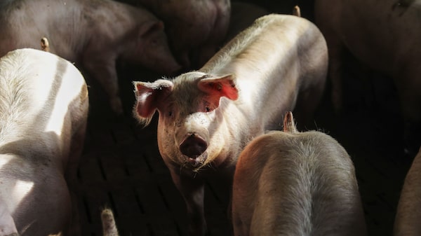 Disease Outbreaks in Mexico’s Hog Herd to Drive U.S. Meat Prices Higher Disease Outbreaks in Mexico’s Hog Herd to Drive U.S. Meat Prices Higher