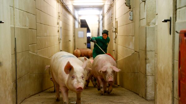 Alemanha confirma primeiro caso de febre aftosa em 40 anos e acende alerta de produtores Alemanha confirma primeiro caso de febre aftosa em 40 anos e acende alerta de produtores
