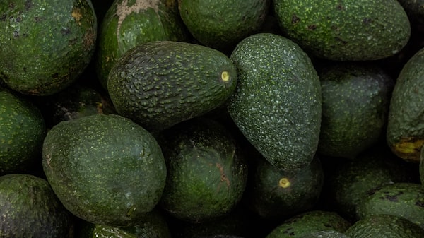 El fútbol universitario y el Cinco de Mayo impulsan las importaciones récord de aguacate en EE.UU. El fútbol universitario y el Cinco de Mayo impulsan las importaciones récord de aguacate en EE.UU.