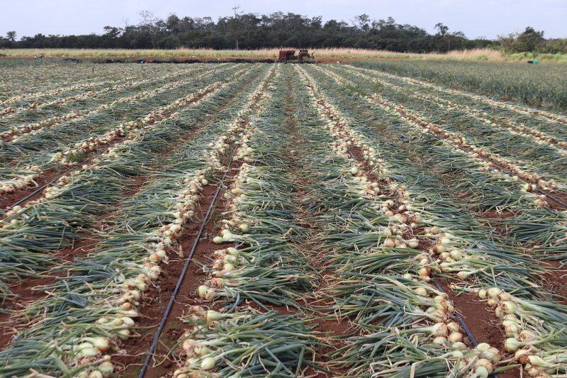 Plantaciones de cebolla en Belice. Plantaciones de cebolla en Belice.