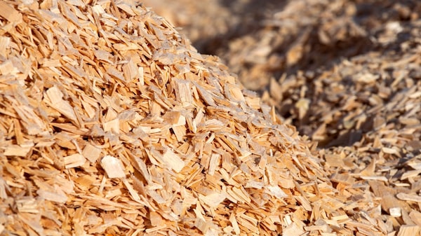 La brasileña Suzano recorta su producción de pulpa de madera ante incertidumbre arancelaria La brasileña Suzano recorta su producción de pulpa de madera ante incertidumbre arancelaria