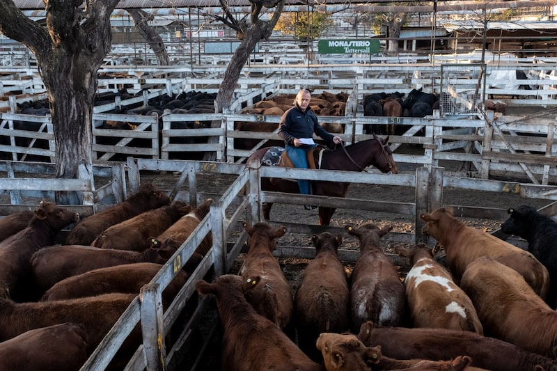 La medida aplica para Pequeños y Medianos productores ganaderos de todo el país La medida aplica para Pequeños y Medianos productores ganaderos de todo el país