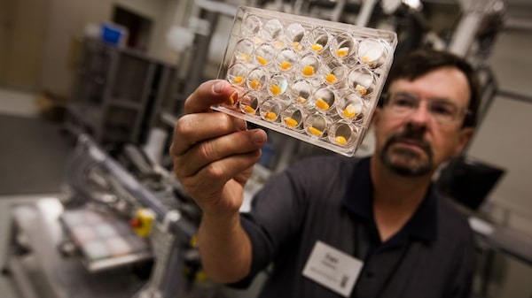 Los transgénicos podrían resolver la crisis alimentaria de China Los transgénicos podrían resolver la crisis alimentaria de China