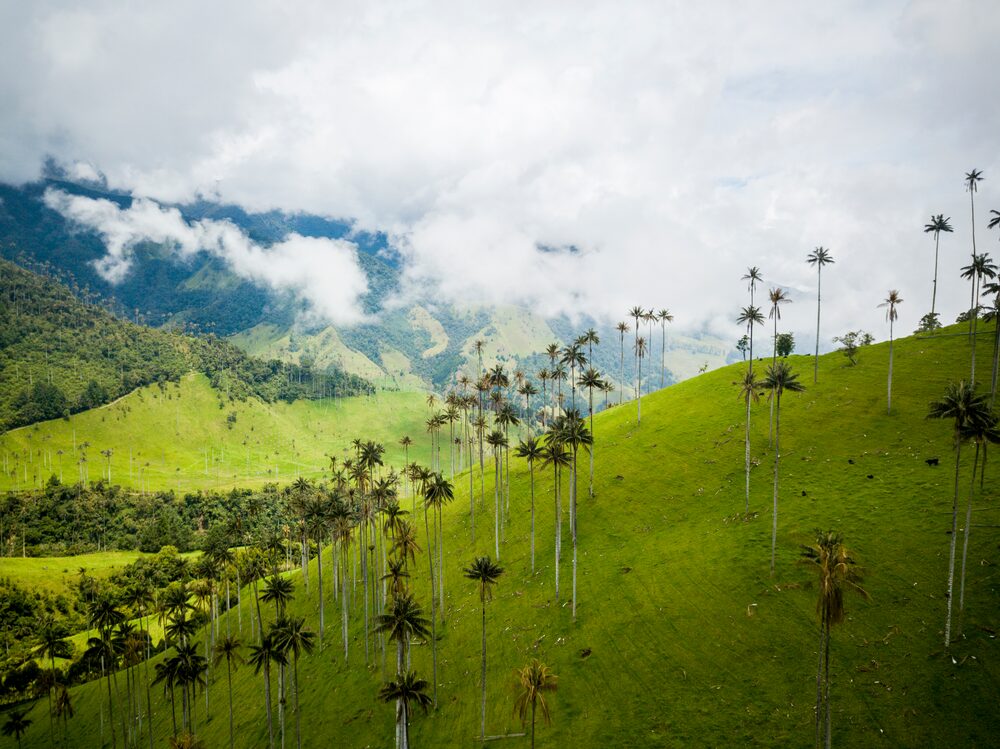 Valle del Cocora, Colombia Valle del Cocora, Colombia