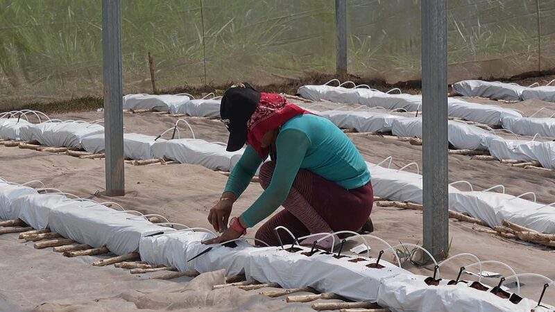 Salario mínimo Honduras 2025 tras ajustes de entre 5,5% y 7% Salario mínimo Honduras 2025 tras ajustes de entre 5,5% y 7%