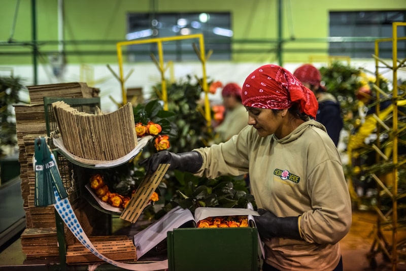 A worker packages roses at Hoja Verde, an industrial farm that supplies roses to Whole Foods Market Inc. stores, in Cayambe, Ecuador, on Tuesday, June 25, 2013. Ecuadors National Statistics and Census Institute reported that consumer prices fell in June and the annual inflation rate is at it's lowest since 2007. Photographer: Meridith Kohut/Bloomberg A worker packages roses at Hoja Verde, an industrial farm that supplies roses to Whole Foods Market Inc. stores, in Cayambe, Ecuador, on Tuesday, June 25, 2013. Ecuadors National Statistics and Census Institute reported that consumer prices fell in June and the annual inflation rate is at it's lowest since 2007. Photographer: Meridith Kohut/Bloomberg