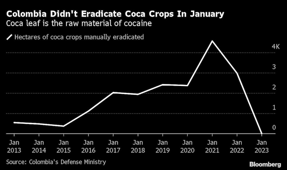 Colombia no erradicó los cultivos de coca en enero | La hoja de coca es la materia prima de la cocaína Colombia no erradicó los cultivos de coca en enero | La hoja de coca es la materia prima de la cocaína