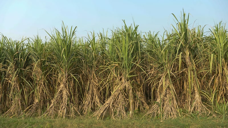 Volta do La Niña nos próximos meses é ameaça de estiagem em parte do Brasil Volta do La Niña nos próximos meses é ameaça de estiagem em parte do Brasil